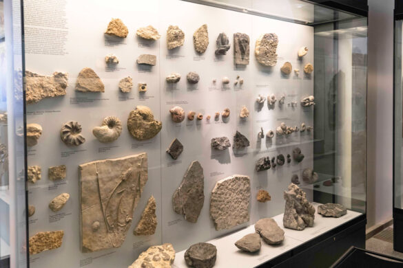 Palaeontologisches-Museum-der-Uni-Zürich